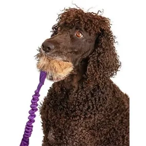 Clean Run Doggie-Zen Bungee Rabbit Ball Tugs