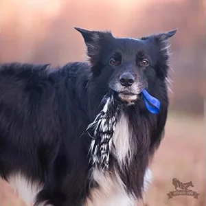 Clean Run Doggie-Zen Pocket Crinkle Tug, DZ-7005