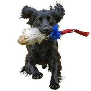 Clean Run Doggie-Zen Tricolor Bungee Tug, DZ-7850