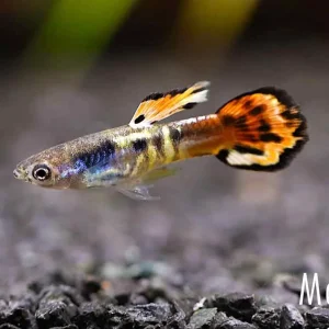 Clifftop Rainbow Guppy (Poecilia reticulata) – Tank-Bred