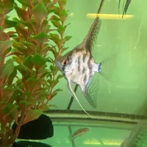 Clown Angelfish