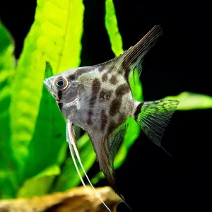 Clown Angelfish (Pterophyllum scalare "Clown"), TANK-BRED!!!