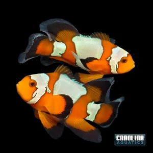Clown - Black Ice LongFin