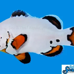 Clown - Flurry