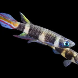 Clown Killifish AKA Rocket Killifish (Epiplatys annulatus), Tank-Bred