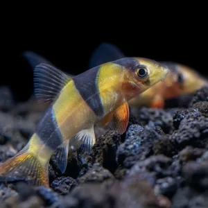 Clown Loach (Chromobotia macracanthus)