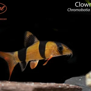 Clown Loach (Chromobotia macracanthus)