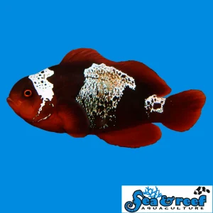 Clown - Maroon Lightning