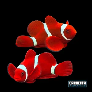 Clown - Maroon Whitestripe Wild Lg