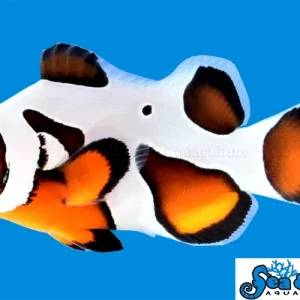 Clown - Mocha Vinci Extreme Grade