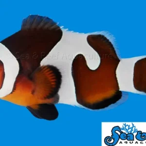 Clown - Mocha Vinci Grade B