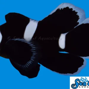 Clown - Ocellaris Black LongFin