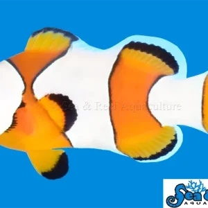 Clown - Percules Wide Bar