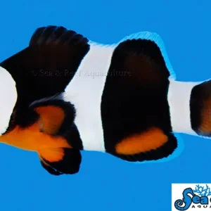 Clown - Photon Black