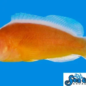 Clown - Skunk Orange