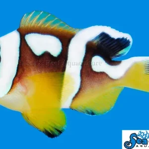 Clown - Spotcinctus