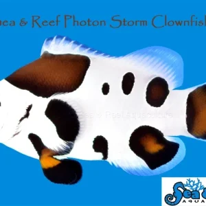 Clown - Storm Photon
