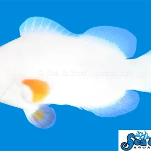 Clown - Tangerine Marine Blizzard