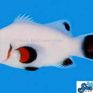 Clown - Wyoming White