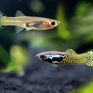 Cobra Endler’s Livebearer, Males and Females (Poecilia wingei var. “Cobra”), TANK-BRED!!!