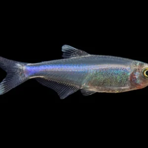 Cochu's Blue Tetra AKA Blue King Tetra (Boehlkea fredcochui), Tank-Bred