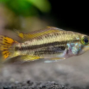 Cockatoo Dwarf Cichlid (Apistogramma cacatuoides) - Tank Bred