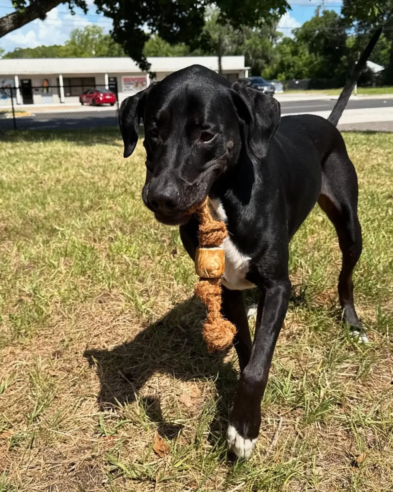Coconut Rope & Root Chew - Image 2