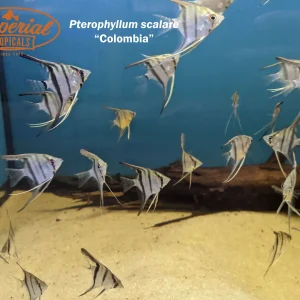 Colombian Angelfish