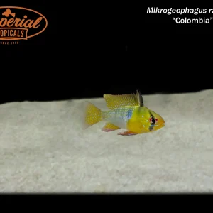 Colombian Ram (Mikrogeophagus ramirezi)