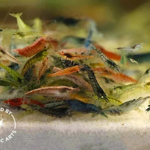 Colony Grade Neocaridina Shrimp – Mixed Color Hardy Beginner Cleanup Crew (Bred by Aquatic Arts)