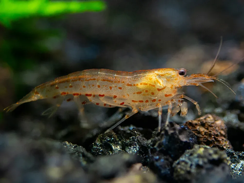 Colorful Amano Shrimp Combo Pack – Lemon Yellow, Sun Orange & Snow (Tank-Bred) - Image 2