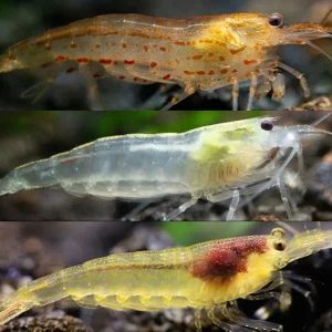 Colorful Amano Shrimp Combo Pack – Lemon Yellow, Sun Orange & Snow (Tank-Bred)