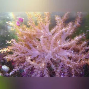 Colt Coral