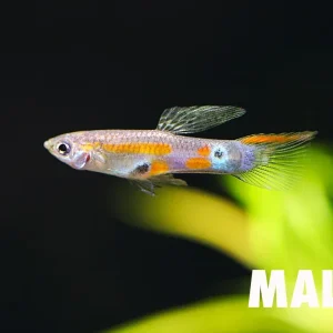 Columbian Wild Type Guppy (Poecilia reticulata) – F1 Tank Bred