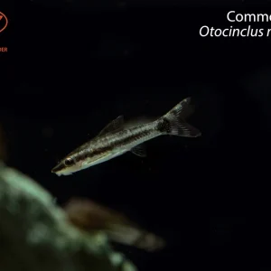 Common Oto