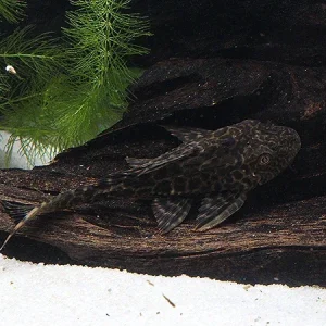 Common Pleco