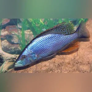 Compressiceps Cichlid
