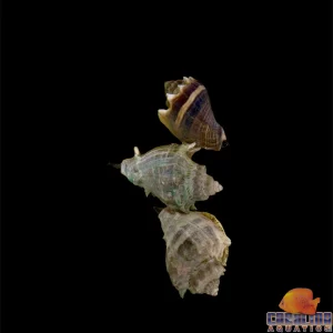 Conch - Crown