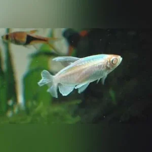Congo Tetra Albino
