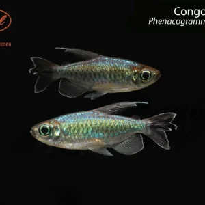 Congo Tetra