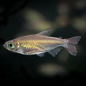 Congo Tetra (Phenacogrammus interruptus) - Tank-Bred!