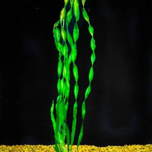 Contortion Vallisneria | SD-2