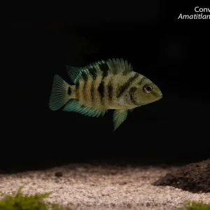 Convict Cichlid (Amatitlania nigrofasciata)