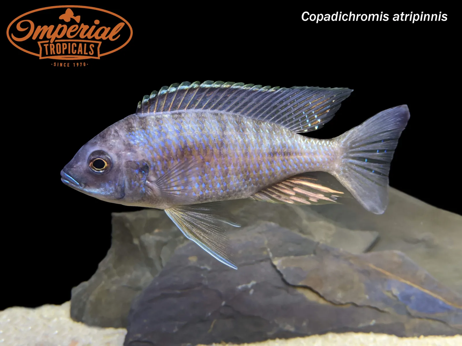 Copadichromis atripinnis - Image 2