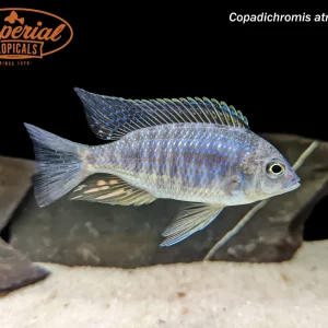 Copadichromis atripinnis