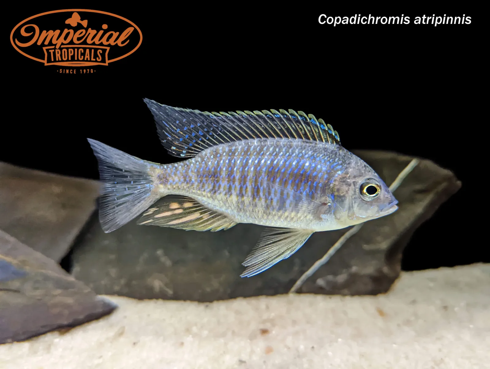 Copadichromis atripinnis
