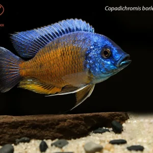 Copadichromis borleyi "Namalenje"