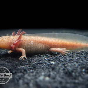 Copper Axanthic Axolotl (Ambystoma mexicanum), Locally Bred!