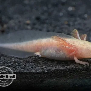 Copper Axolotl (Ambystoma mexicanum), Locally Bred!