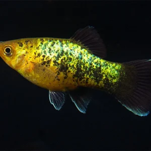 Copper Green Wag Platy (Xiphophorus maculatus), Tank-Bred